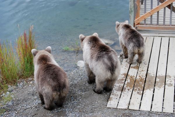 3 Baby Bears 